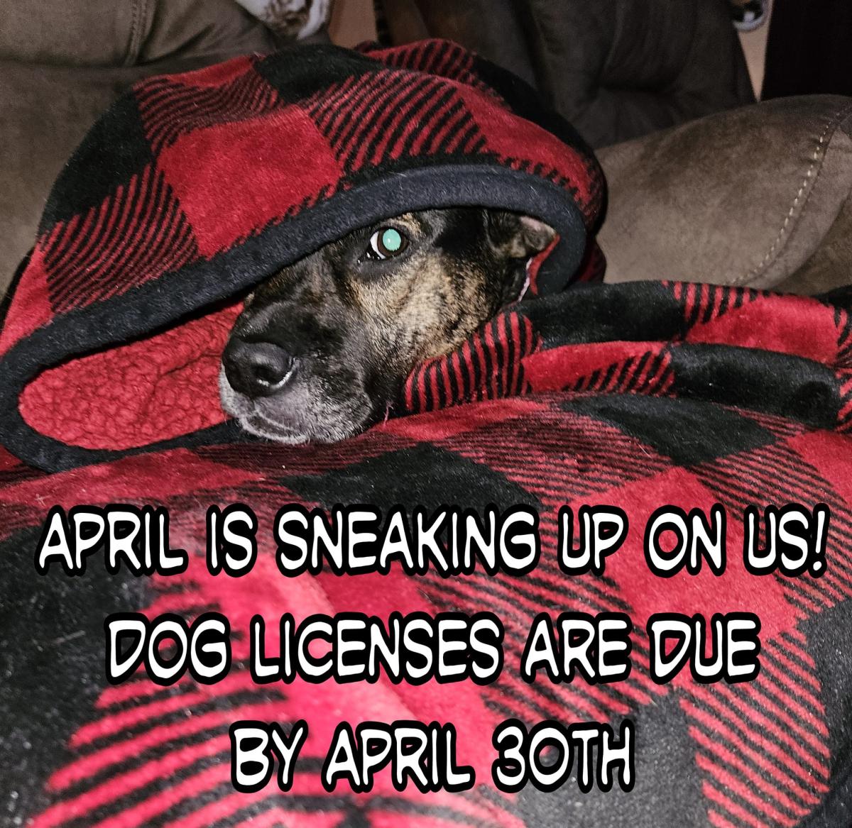 dog license reminder